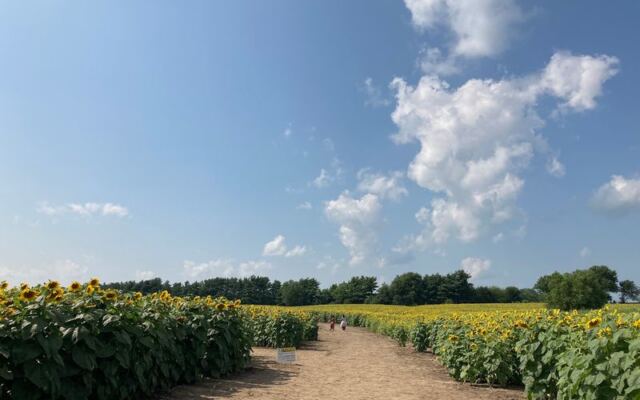 This Illinois Farm Lets You Wander Free Through Towering Sunflower Fields All Summer