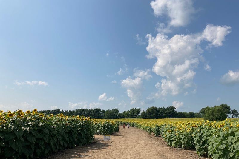 This Illinois Farm Lets You Wander Free Through Towering Sunflower Fields All Summer
