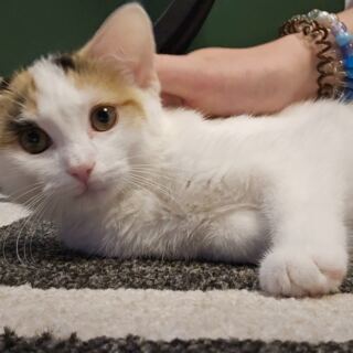 Curl Up With Adoptable Cats at This Cozy Tennessee Café Where Your Coffee Comes With a Lap Buddy