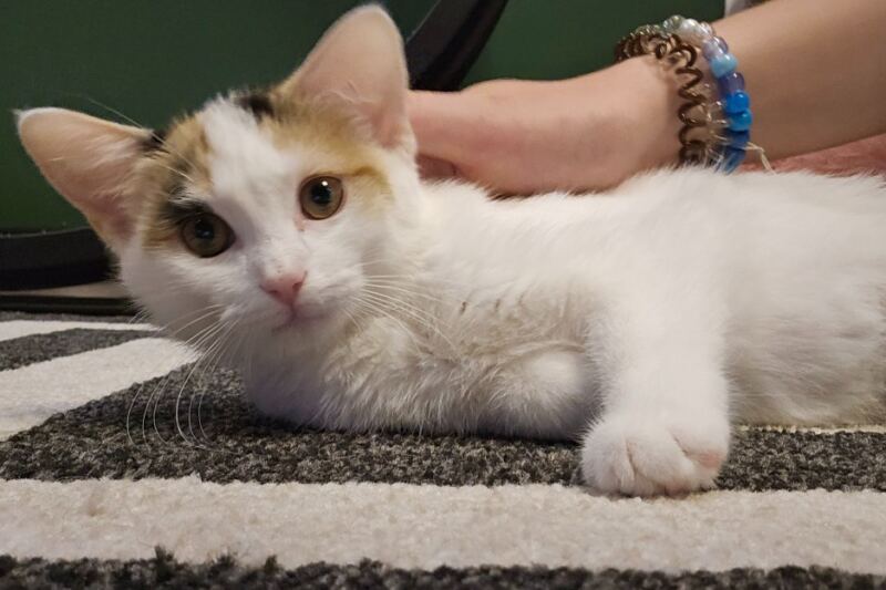Curl Up With Adoptable Cats at This Cozy Tennessee Café Where Your Coffee Comes With a Lap Buddy