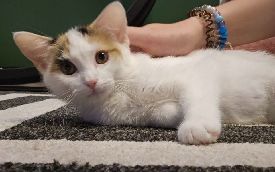 Curl Up With Adoptable Cats at This Cozy Tennessee Café Where Your Coffee Comes With a Lap Buddy