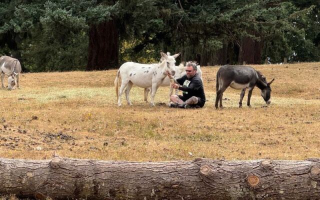 This Oregon Farm Lets You Book a Tour And Pet Fuzzy Highland Cattle Alongside Mini Donkeys