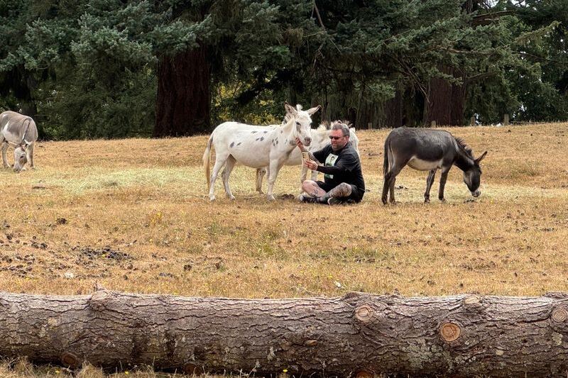 This Oregon Farm Lets You Book a Tour And Pet Fuzzy Highland Cattle Alongside Mini Donkeys