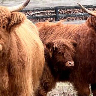 This Tennessee Ranch Lets You Brush Fuzzy Highland Cows And Hand-Feed a Baby Donkey