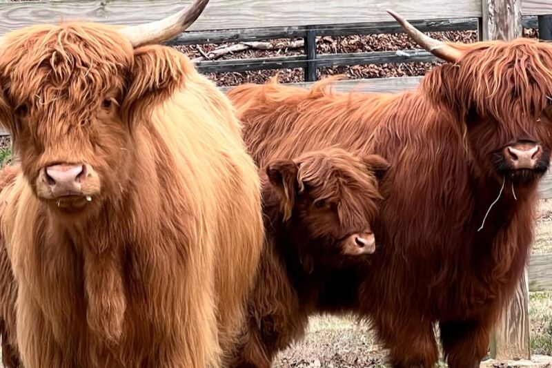 This Tennessee Ranch Lets You Brush Fuzzy Highland Cows And Hand-Feed a Baby Donkey