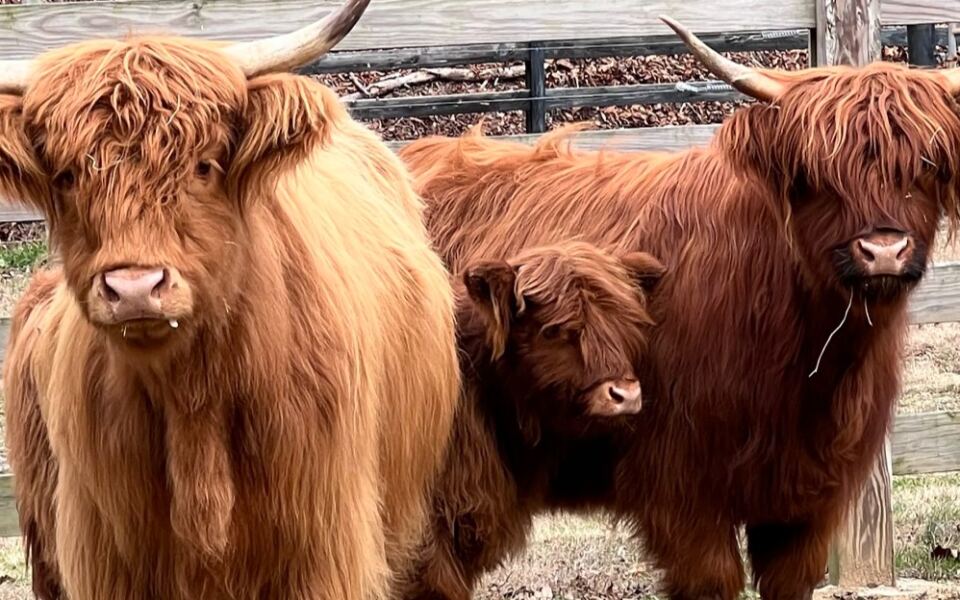 This Tennessee Ranch Lets You Brush Fuzzy Highland Cows And Hand-Feed a Baby Donkey