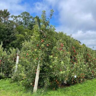 These 9 Gorgeous Massachusetts Apple Orchards Are Worth Visiting Before the Crowds Arrive