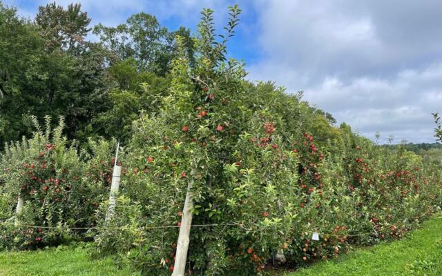 These 9 Gorgeous Massachusetts Apple Orchards Are Worth Visiting Before the Crowds Arrive