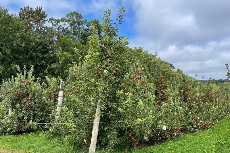 These 9 Gorgeous Massachusetts Apple Orchards Are Worth Visiting Before the Crowds Arrive
