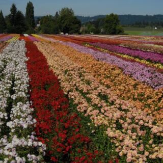 You Can Fill a Whole Box With Dahlias for a Few Dollars at This Oregon U-Pick Flower Farm