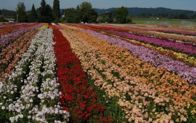 You Can Fill a Whole Box With Dahlias for a Few Dollars at This Oregon U-Pick Flower Farm