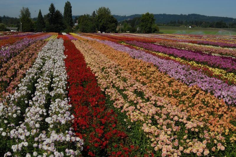 You Can Fill a Whole Box With Dahlias for a Few Dollars at This Oregon U-Pick Flower Farm