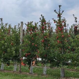 This Massachusetts Orchard Lets You Pick Your Own Apples, Then Warm Up With Cider Donuts Fresh From the Fryer
