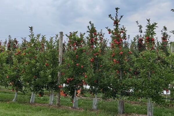 This Massachusetts Orchard Lets You Pick Your Own Apples, Then Warm Up With Cider Donuts Fresh From the Fryer