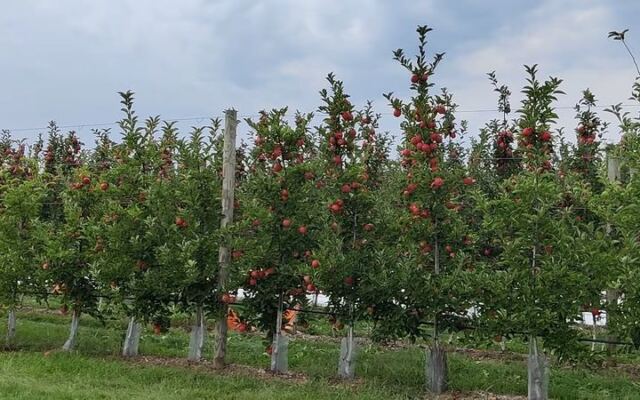 This Massachusetts Orchard Lets You Pick Your Own Apples, Then Warm Up With Cider Donuts Fresh From the Fryer