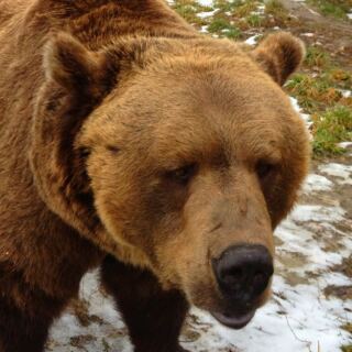 This 70-Acre Montana Zoo Brings Visitors Close to Animals From Cold-Climate Habitats Around the World