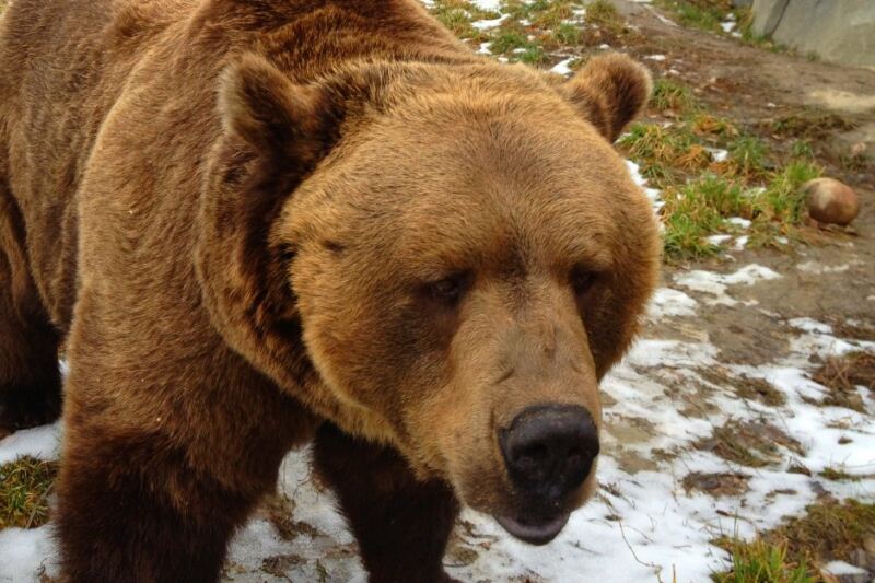 This 70-Acre Montana Zoo Brings Visitors Close to Animals From Cold-Climate Habitats Around the World