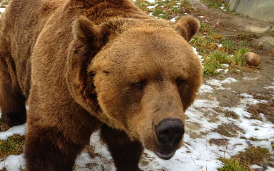 This 70-Acre Montana Zoo Brings Visitors Close to Animals From Cold-Climate Habitats Around the World