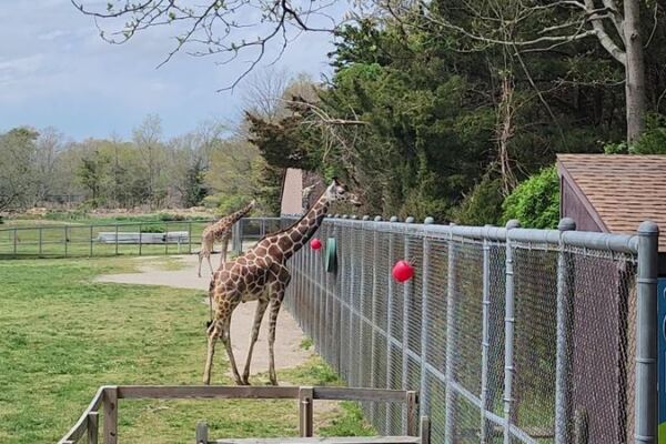 This Free New Jersey Zoo Turns Hundreds Of Animals Into An Easy Family Day Trip