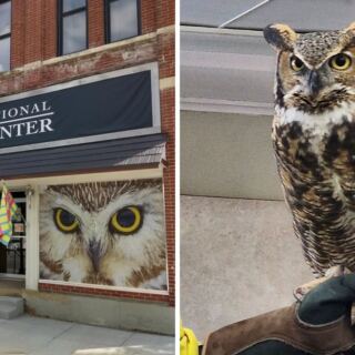 This Minnesota Owl Center Takes Visitors Searching For Wild Owls After Dark