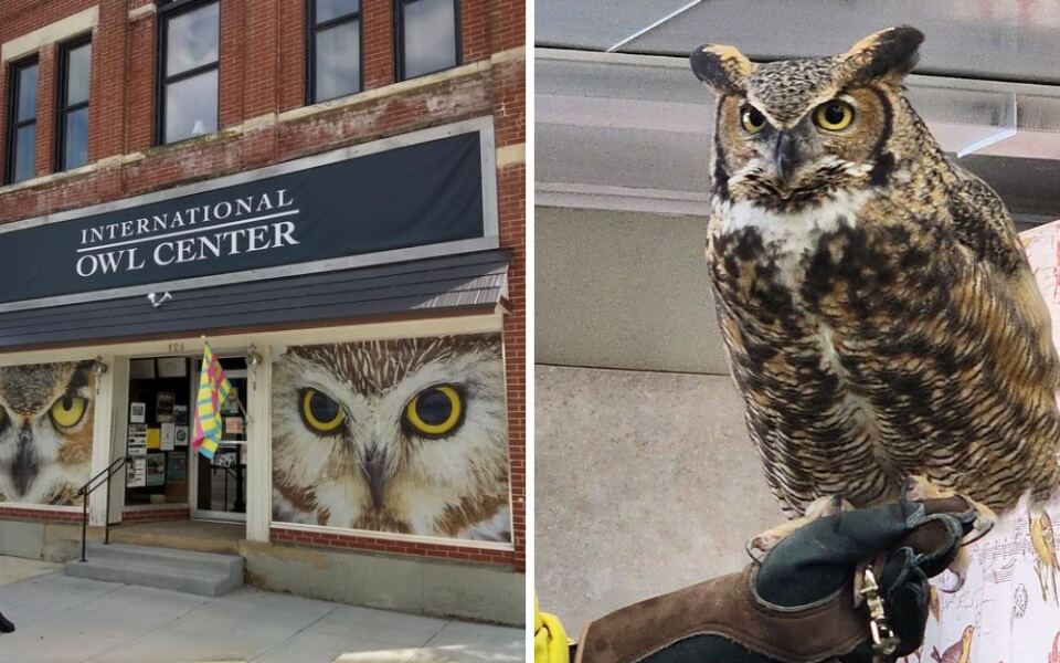 This Minnesota Owl Center Takes Visitors Searching For Wild Owls After Dark