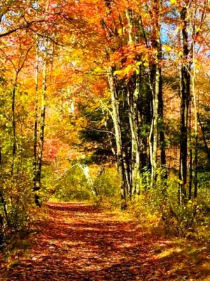 This 157-Acre New Hampshire Park Feels Miles Away From Downtown