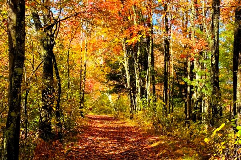 This 157-Acre New Hampshire Park Feels Miles Away From Downtown