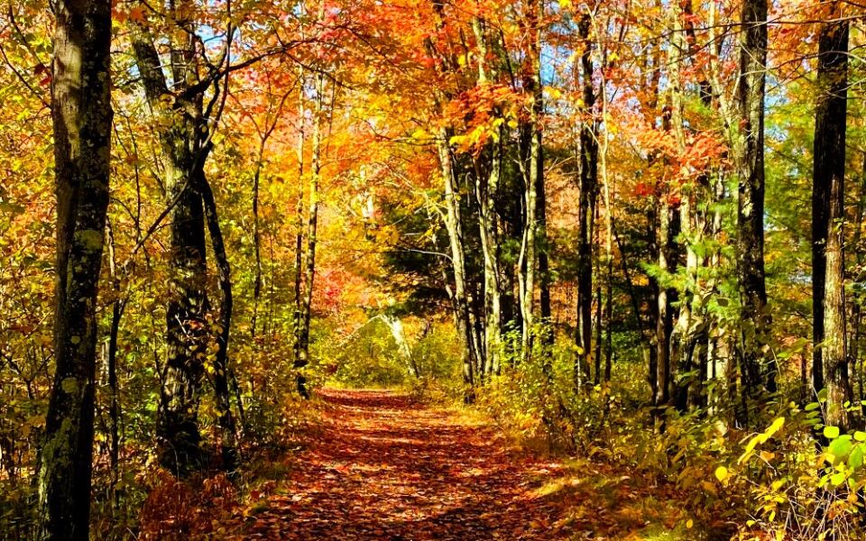 This 157-Acre New Hampshire Park Feels Miles Away From Downtown