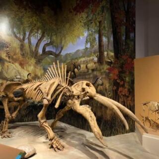 Admission Is Free and the Dinosaur Bones Are Real at Sam Noble Museum in Norman