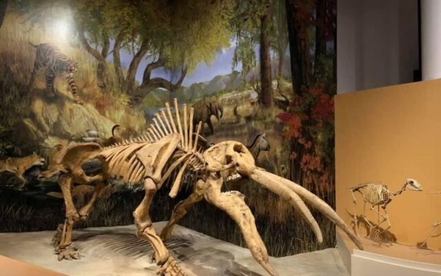 Admission Is Free and the Dinosaur Bones Are Real at Sam Noble Museum in Norman