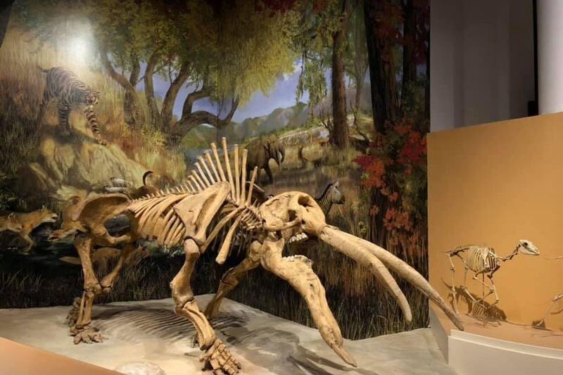 Admission Is Free and the Dinosaur Bones Are Real at Sam Noble Museum in Norman