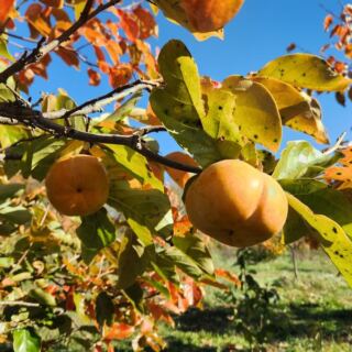 Persimmons Ripen Right Off the Branch at This Orchard Less Than an Hour From Raleigh