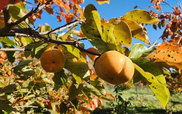 Persimmons Ripen Right Off the Branch at This Orchard Less Than an Hour From Raleigh