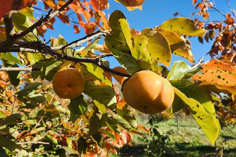 Persimmons Ripen Right Off the Branch at This Orchard Less Than an Hour From Raleigh