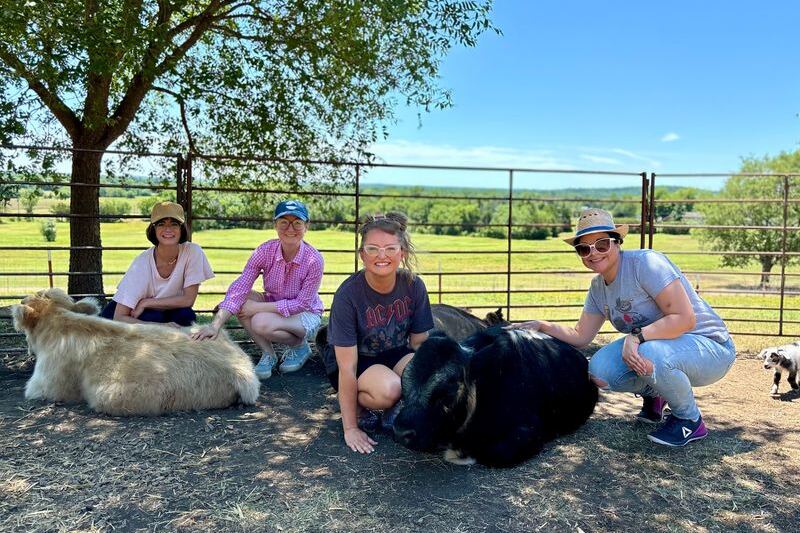 5 Oklahoma Farms Where Fluffy Highland Cows Make For A Hands-On Visit