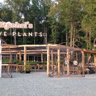 This Hidden Pittsboro Nursery Makes Native North Carolina Plants Feel Like Wandering Through A Fairytale Garden