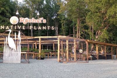This Hidden Pittsboro Nursery Makes Native North Carolina Plants Feel Like Wandering Through A Fairytale Garden