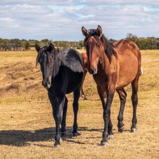 This Oklahoma Wild Horse Sanctuary Lets You Get Closer to the Herd Than You’d Ever Expect