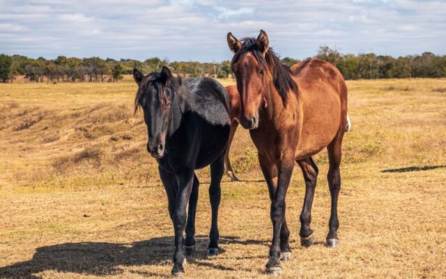 This Oklahoma Wild Horse Sanctuary Lets You Get Closer to the Herd Than You’d Ever Expect