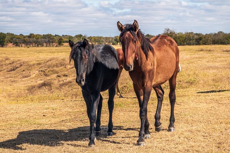 This Oklahoma Wild Horse Sanctuary Lets You Get Closer to the Herd Than You’d Ever Expect