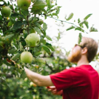 This Tennessee Orchard Lets You Pick Your Own Apples On A Scenic Mountain Drive Near Chattanooga