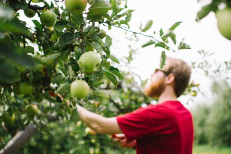 This Tennessee Orchard Lets You Pick Your Own Apples On A Scenic Mountain Drive Near Chattanooga