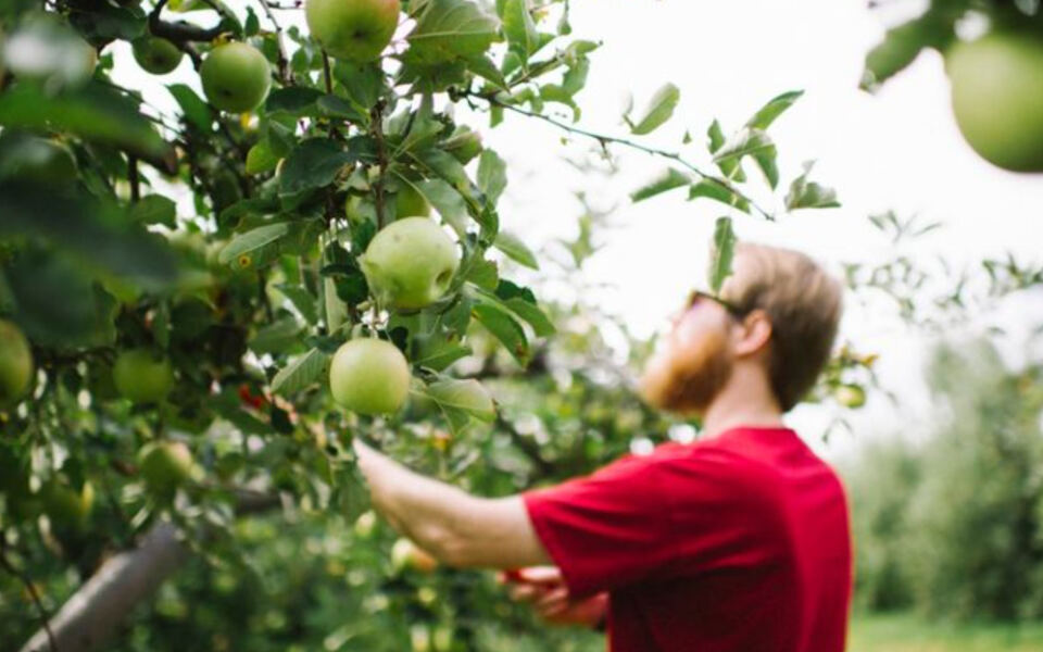 This Tennessee Orchard Lets You Pick Your Own Apples On A Scenic Mountain Drive Near Chattanooga