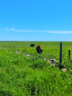 This Strong City Preserve Protects One of the Last Remaining Tallgrass Prairie Landscapes in America