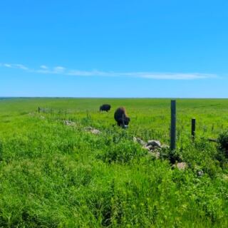 This Strong City Preserve Protects One of the Last Remaining Tallgrass Prairie Landscapes in America