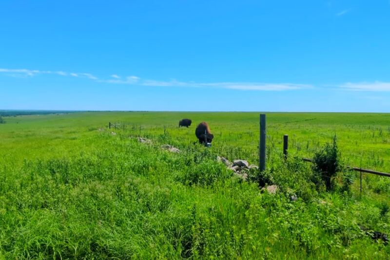 This Strong City Preserve Protects One of the Last Remaining Tallgrass Prairie Landscapes in America