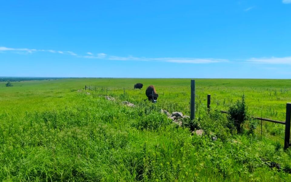 This Strong City Preserve Protects One of the Last Remaining Tallgrass Prairie Landscapes in America