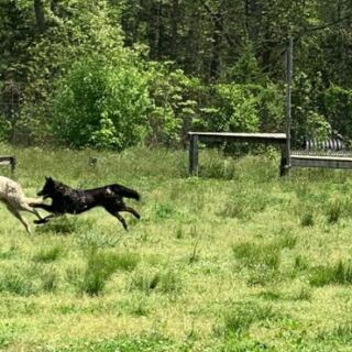 This New Jersey Wolfdog Encounter Lets You Pet Wolfdogs On A Guided Tour