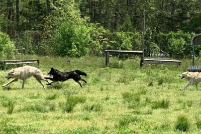 This New Jersey Wolfdog Encounter Lets You Pet Wolfdogs On A Guided Tour