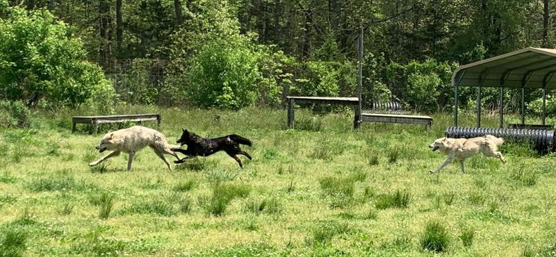 This New Jersey Wolfdog Encounter Lets You Pet Wolfdogs On A Guided Tour